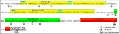 hnRNP A1 in RNA metabolism regulation and as a potential therapeutic target